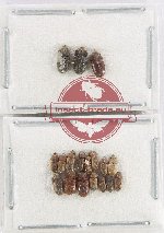 Heteroceridae Scientific lot no. 27 (18 pcs)