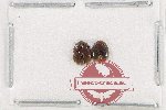 Psephenidae Scientific lot no. 3 (2 pcs)