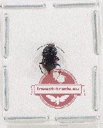 Apathetica sp. 5 (A2)