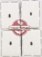 Scientific lot no. 1157 Coprophaga (4 pcs)