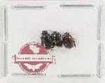 Scientific lot no. 1129 Coprophaga (3 pcs)