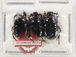 Scientific lot no. 1124 Coprophaga (Onthophagus sp.) (3 pcs)