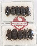 Scientific lot no. 533 Tenebrionidae (10 pcs)
