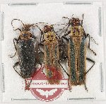 Scientific lot no. 108 Cantharidae (3 pcs)