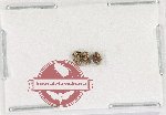 Scientific lot no. 1127 Curculionidae (3 pcs)