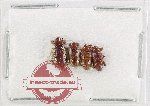 Scientific lot no. 1125 Curculionidae (4 pcs)