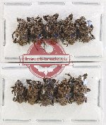 Scientific lot no. 1133 Curculionidae (10 pcs)