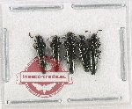 Scientific lot no. 57 Languridae (5 pcs)