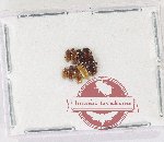 Scientific lot no. 63 Languridae (8 pcs)