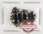 Scientific lot no. 538 Tenebrionidae (3 pcs)
