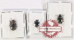 Scientific lot no. 532 Tenebrionidae (3 pcs - 1 pc A2)