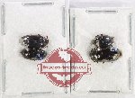 Scientific lot no. 537 Tenebrionidae (4 pcs)