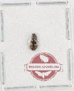 Cleridae sp. 54