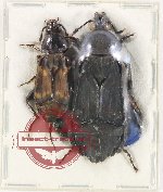 Scientific lot no. 5 Silphidae (2 pcs)