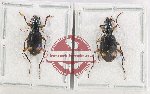 Scientific lot no. 1011 Carabidae (Chlaenius sp.) (2 pcs - 1 pc A2)