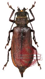 Gnathonyx piceipennis
