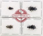 Scientific lot no. 1014 Carabidae (4 pcs)