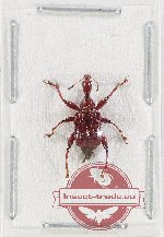 Scientific lot no. 120 Attelabidae (1 pc)
