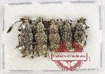 Scientific lot no. 187 Anthribidae (5 pcs)