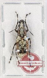 Anthribidae sp. 30