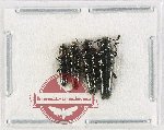 Scientific lot no. 56 Languridae (4 pcs)