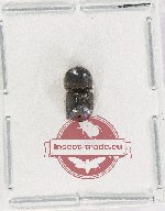 Scolytidae sp. 3