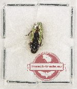 Buprestidae genus sp. 6