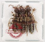 Scientific lot no. 258 Staphylinidae (3 pcs)