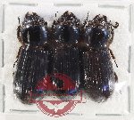 Scientific lot no. 202 Passalidae (3 pcs)
