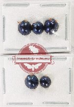 Scientific lot no. 164 Coccinelidae (5 pcs)