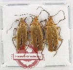 Scientific lot no. 106 Cantharidae (3 pcs)