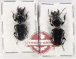 Scientific lot no. 1016 Carabidae (Scaritini sp.) (2 pcs)
