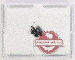 Scientific lot no. 123 Attelabidae (3 pcs)