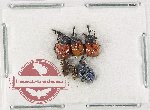 Scientific lot no. 122 Attelabidae (4 pcs)