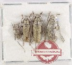 Scientific lot no. 345 Cerambycidae (4 pcs A2)