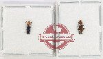 Scientific lot no. 59 Languridae (2 pcs)