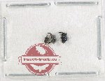 Scientific lot no. 1136 Curculionidae (3 pcs)