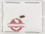 Scientific lot no. 1139 Curculionidae (3 pcs)