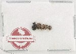 Scientific lot no. 1126 Curculionidae (5 pcs)