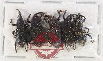 Scientific lot no. 1134 Curculionidae (5 pcs)