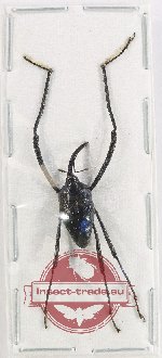 Curculionidae sp. 127 (A2)