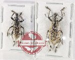 Scientific lot no. 1123 Curculionidae (2 pcs)