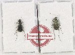 Scientific lot no. 88 Cicindelidae (2 pcs)