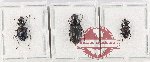 Scientific lot no. 1012 Carabidae (3 pcs)
