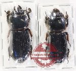 Scientific lot no. 200 Passalidae (2 pcs)