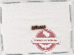 Scientific lot no. 223 Scolytidae (9 pcs)