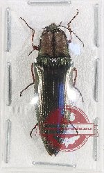 Campsosternus sp. 20