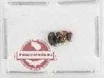 Scientific lot no. 84 Mordellidae (3 pcs)