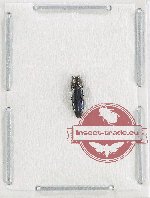 Agrilus sp. 87