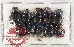 Scientific lot no. 1149 Coprophaga (Onthophagus spp.) (10 pcs)